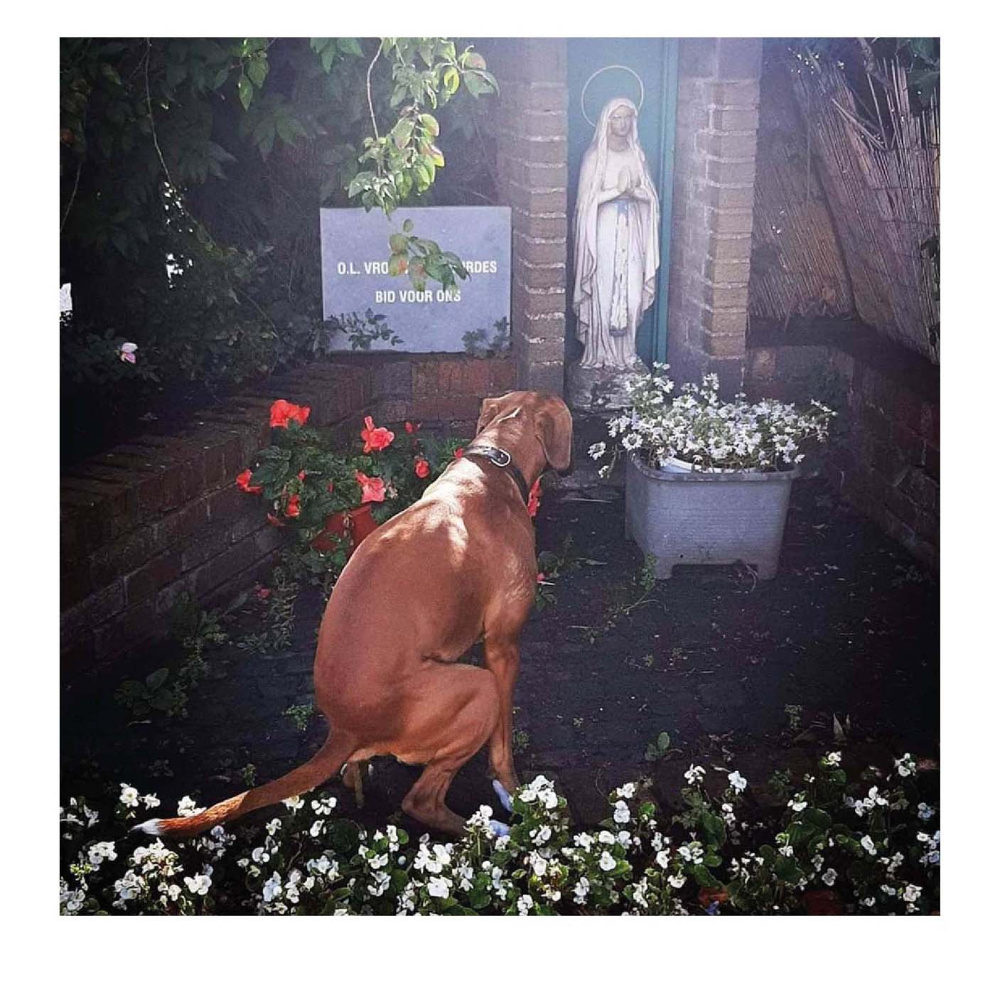 IDIOTS III - LP (vinyl)